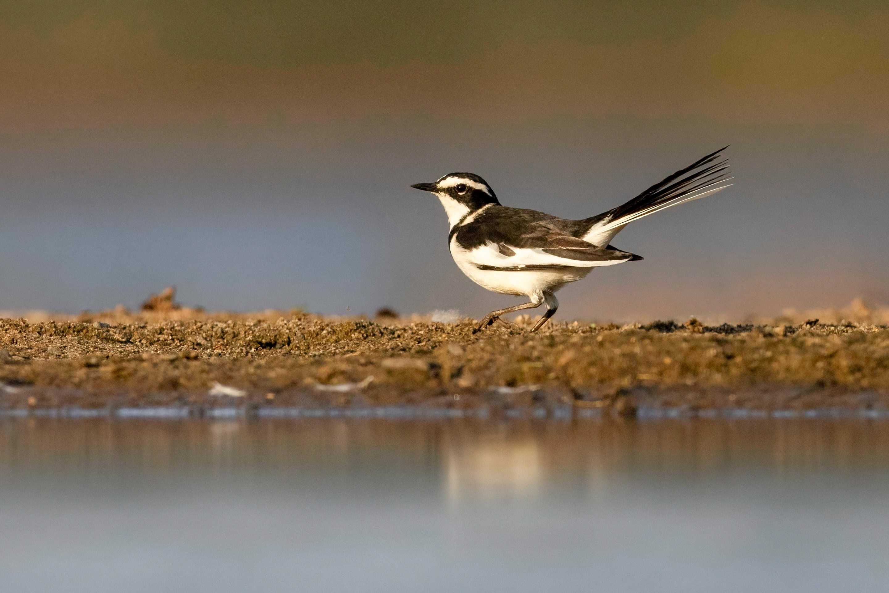 wildlife of Zimanga image 47